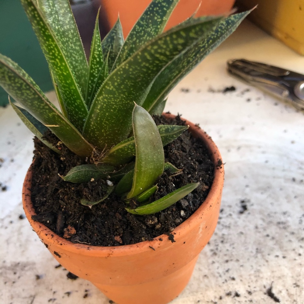 Succulents - Picture 2 of 8